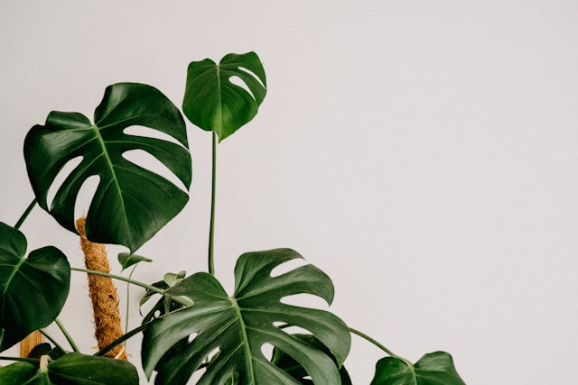 How to Look After Houseplants: A Comprehensive Guide for 2024