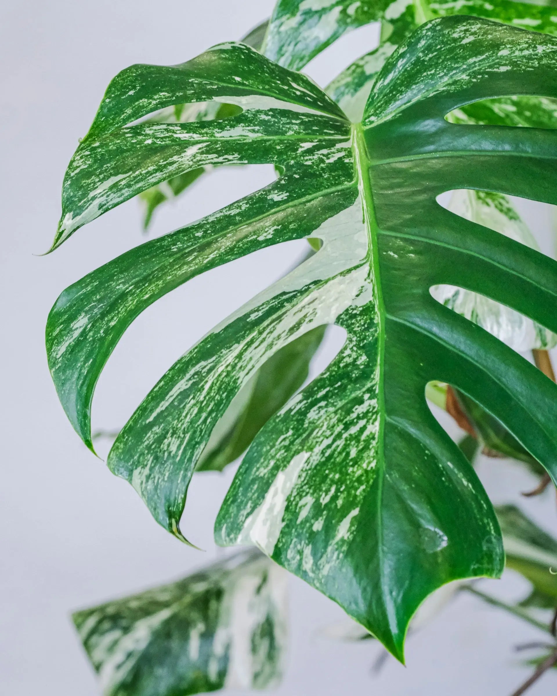 Plant Care Tips: Top 10 Plant Tips & Tricks